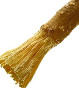 ausgefranster Zweig als Bürste